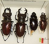 Lucanus maculifemoratus