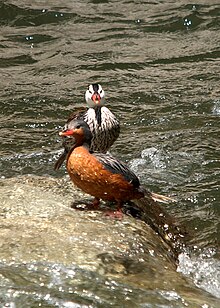 Merganetta armata - Rio Urumamba, Peru -pair-8.jpg