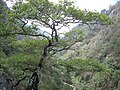 Flora en el Parque Nacional Los Mármoles, Hidalgo, México