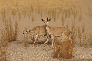 Steenbok in the Savanna Bush diorama at the Milwaukee Public Museum