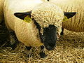 Miniatura para Hampshire (oveja)
