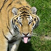 Ma dernière image de qualité: Un tigre de l'Amour (Panthera tigris altaica) au Zoo Sauvage de Saint-Félicien