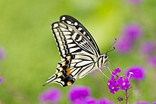 Papilio xuthus, ailes repliées
