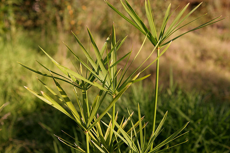Imagen:Papyrus plant.jpg