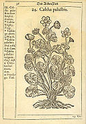 Caltha palustris(Flora Danica 1648)