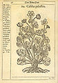 Eng-Kabbeleje (Caltha palustris) Flora Danica 1648