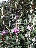 Miniatura para Phlomis purpurea