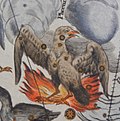 Phoenix in Johann Doppelmayr's 1742 work Atlas Coelestis