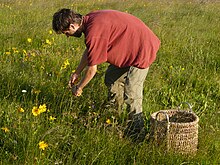 A herbalist gathers the flower heads of Arnica montana. Picking of heads of Arnica montana.JPG
