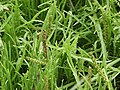 Buckshorn plantain (Plantago coronopus)