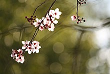 Blossoms in Berkeley