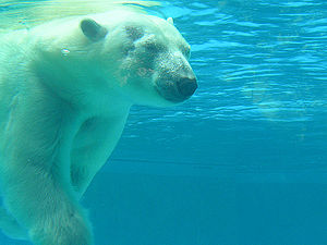 Polar bear under water