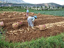 Potato harvest and farmers Dieng.jpg