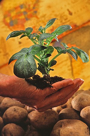 Potato plant. To ensure continuing worldwide a...