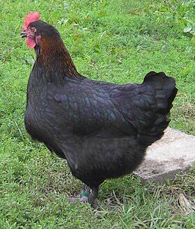 Poule Marans noir à camail cuivré