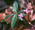 Pseuderanthemum crenulatum