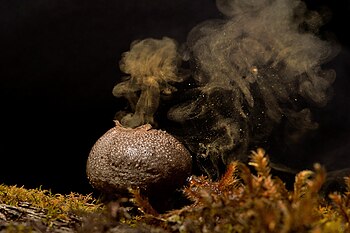 Spores coming out of puffball fungus Puffball fungai.jpg