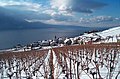 Village de Rivaz et ses vignes, Vaud, Suisse.