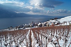 Lavaux szőlőültetvényei, háttérben Rivaz településsel és a Genfi-tóval