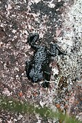 Oreophrynella nigra, endémique des tepuys Kukenan et Yuruaní, mont Roraima (2 300 et 2 700 m).