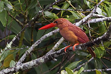 Ruddy Kingfisher Sunderbans National Park West Bengal India 23.08.2014.jpg