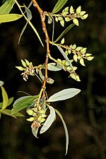 Salix mucronata üçün miniatür