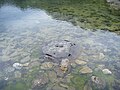 The old naval mine found in the north-most pan.