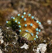 Chenille (détail de la tête)