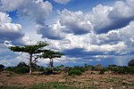 Savanna landscape