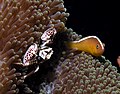 Skunk anemonefish crab.jpg