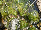 Slime on the cobbles of a streambed.jpg