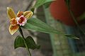 Sobralia atropubescens