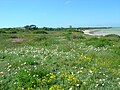 南非西海岸的納馬誇蘭地区春天野花时的美景
