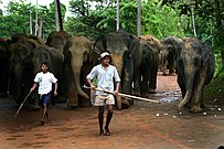 מאהוטים בסרי לנקה מובילים עדר פילים (הימני מחזיק "אנקוסה")