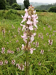 花冠は葉腋に輪散花序になってつく。