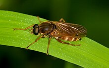 Stinkfliege Coenomyia ferruginea male.jpg