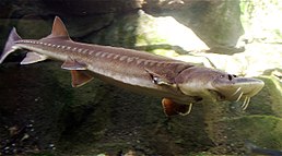 Sturgeon are found both in anadromous and fresh water stationary forms Sturgeon.jpg