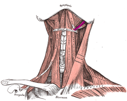 Stylohyoid muscle.PNG