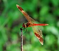 Bandheidegoldpeerd (Sympetrum pedemontanum)