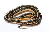 Thamnophis sirtalis (Обыкновенная подвязочная змея) .jpg