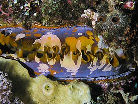 Spondylus sp.