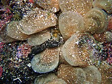 Tide pool shells in Kona 2.jpg