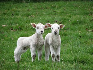 English: Twin lambs