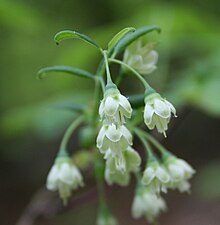 Vaccinium stamineum flowers 1.JPG