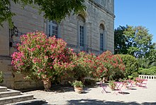 Lauriers dans les jardins du Fort Saint-André à Villeneuve-lès-Avignon, Gard, France