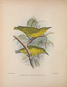 ʻAmakihi maggiore (Viridonia sagittirostris)