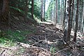 Waldbahntrasse des nördlichen Astes am Stoffkogel unterhalb der später gebauten Forststraße