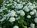 Hydrangea arborescens