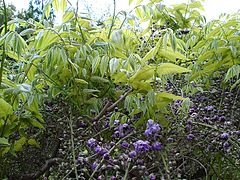 Wisteria floribunda 'Violacea Plena'.