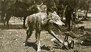 Vignette pour Piège à loup